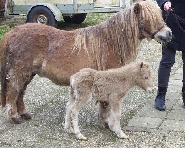 Zuchtstute Filly of Sportview (Shetland Pony (unter 87 cm), 1991, von Vorden Buddleia)