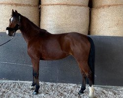 jumper Arielle 430 (anglo european sporthorse, 2017, from Casall Ask)