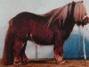 Deckhengst Peer van de Raven (Shetland Pony (unter 87 cm), 2000, von Lector van de Nijkamphoeve)