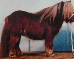 Deckhengst Peer van de Raven (Shetland Pony (unter 87 cm), 2000, von Lector van de Nijkamphoeve)