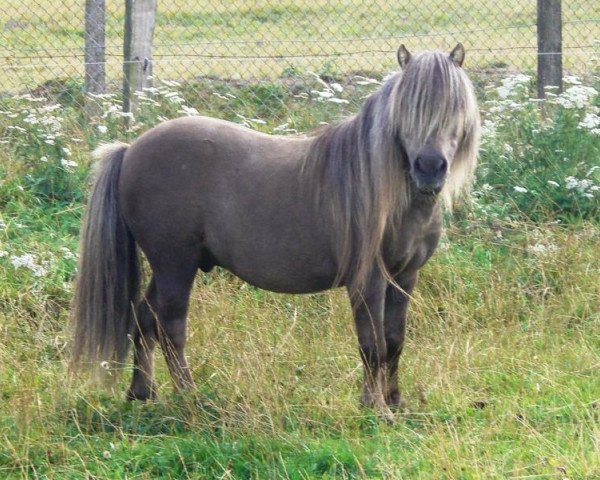 stallion Gentleman van Bangaerde (Shetland pony (under 87 cm), 1992, from Adam van Spuitjesdom)