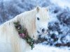 Zuchtstute Hanna (Welsh Mountain Pony (Sek.A), 2005, von Brynrodyn Llewelyn Ap Sion)