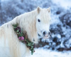 broodmare Hanna (Welsh mountain pony (SEK.A), 2005, from Brynrodyn Llewelyn Ap Sion)