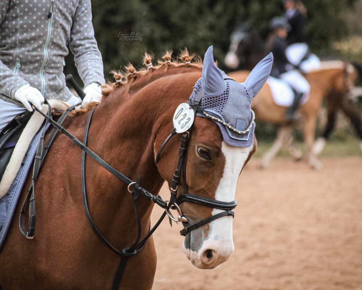 Dressurpferd Herzgl_ck 2 (Deutsches Reitpony, 2018, von Herzkönig NRW)
