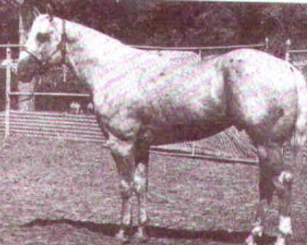 stallion Silver Son (Quarter Horse, 1960, from Senator)