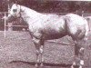 stallion Silver Son (Quarter Horse, 1960, from Senator)