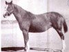 Zuchtstute Santa Maria (Quarter Horse, 1938, von Plaudit)