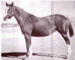 broodmare Santa Maria (Quarter Horse, 1938, from Plaudit)