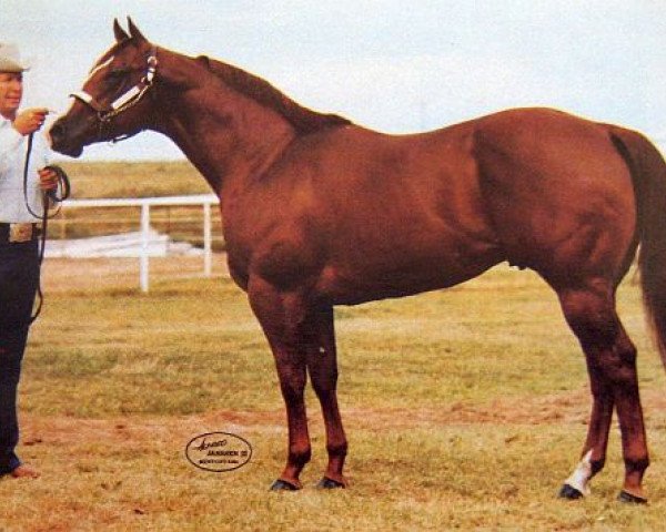 Deckhengst Impressive Dandy (Quarter Horse, 1978, von Impressive)