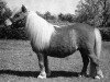 Zuchtstute Strathbogie Milly (Shetland Pony (unter 87 cm), 1981, von Speyside Golden Sovereign)