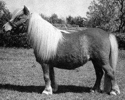 Zuchtstute Strathbogie Milly (Shetland Pony (unter 87 cm), 1981, von Speyside Golden Sovereign)