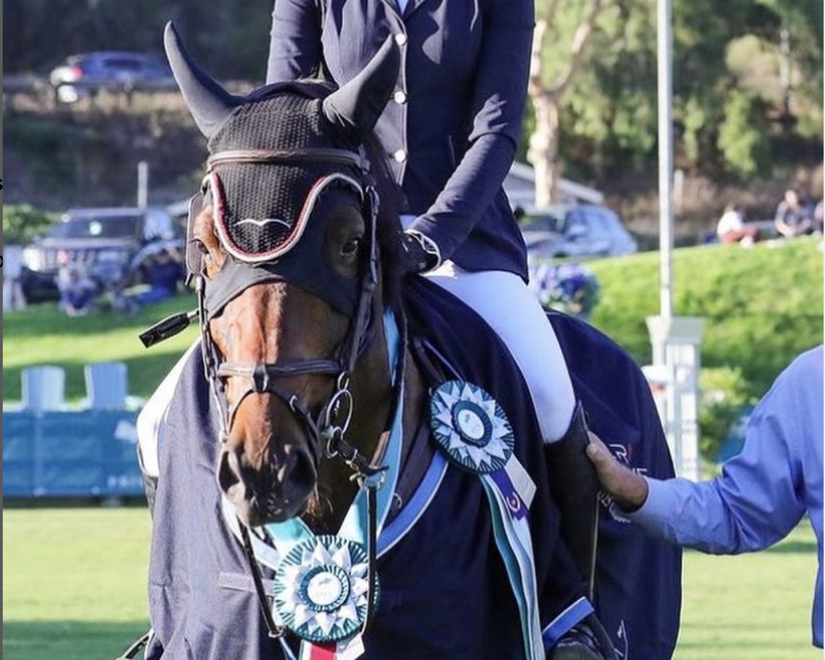 Springpferd Unchained 2 (Holsteiner, 2014, von Uriko)