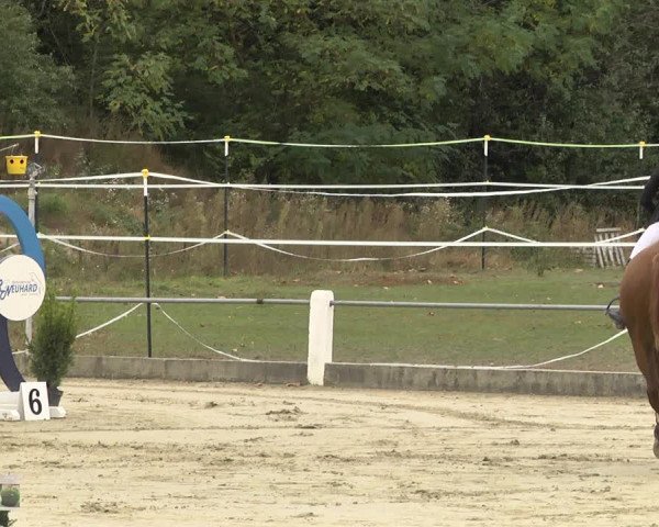 Reitturnier Forst 2021