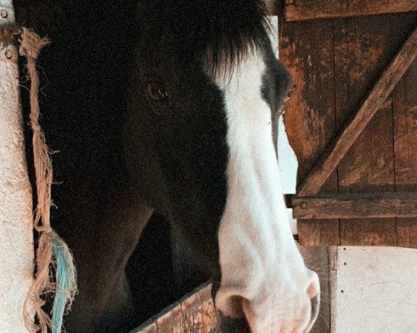 dressage horse Nora 180 (German Riding Pony, 1997, from Navarino)