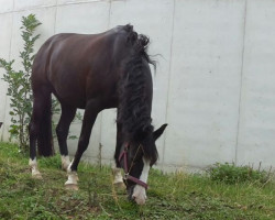 dressage horse Nora 180 (German Riding Pony, 1997, from Navarino)