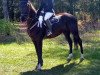 jumper Cysko 4 (Hungarian Warmblood, 2006, from Higi Linkel)