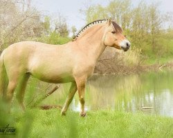 broodmare Smoky (Fjord Horse, 1997, from Lenngard)