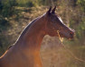 stallion The Minstril 1984 EAO (Arabian thoroughbred, 1984, from Ruminaja Ali 1976 ox)