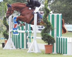 dressage horse Pilgrim 18 (Oldenburg, 1996, from Pit I)