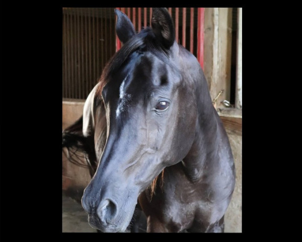 horse Exclaim Haziz (Arabian, 2002, from Haziz Halim EAO)