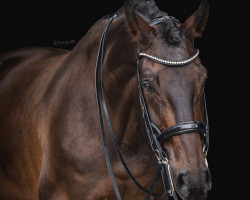 dressage horse Fürst Grafitt (German Sport Horse, 2015, from Fürstenhof)