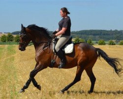 broodmare Pastorale 7 (Trakehner, 1999, from Van Deyk)