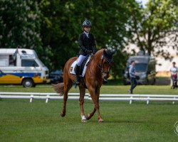 jumper Mr. Berny (German Riding Pony, 2006, from Maccardo)