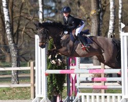 broodmare Monastella (German Riding Pony, 2004, from Mozart II)