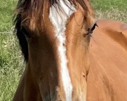 broodmare Nira MB (Holsteiner, 2020, from Cascadello)