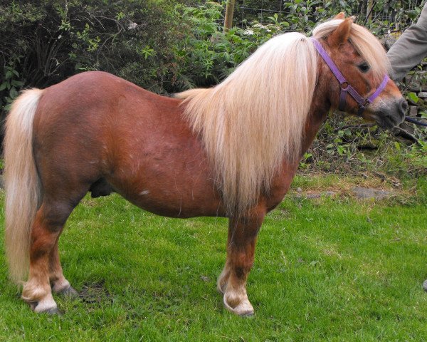 stallion Parlington Percy (Shetland Pony, 1986, from Ebony Goldflake)