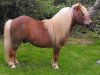 Deckhengst Parlington Percy (Shetland Pony, 1986, von Ebony Goldflake)