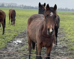 Springpferd Olympia MB (Holsteiner, 2021, von Zuccero Hv)