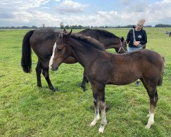 Springpferd Princess MB (Holsteiner, 2022, von Zuccero Hv)