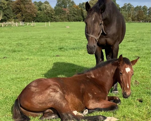 foal by Knight Rider MB (Holsteiner, 2023, from Khatou S)