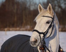 broodmare Caprice 461 (German Sport Horse, 2006, from Cyper Space)