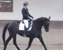 horse Fits to Me (Austrian Warmblood, 2006, from Fit for Fun)