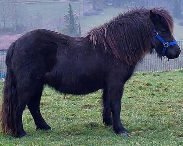 Zuchtstute Narrin van de Saelberch (Shetland Pony, 2019, von Zalvados van de Wenshall)