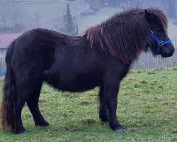 broodmare Narrin van de Saelberch (Shetland Pony, 2019, from Zalvados van de Wenshall)