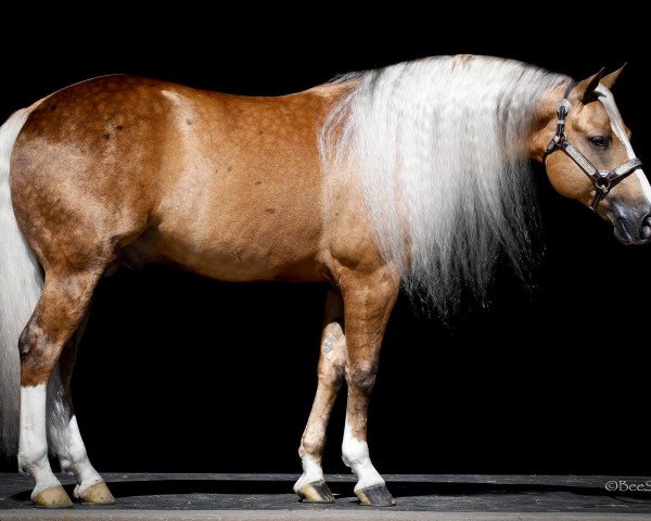 stallion Platinum Vintage (Quarter Horse, 2010, from A Sparkling Vintage)