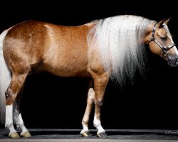 Deckhengst Platinum Vintage (Quarter Horse, 2010, von A Sparkling Vintage)