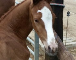 Springpferd Colorino Mb (Holsteiner, 2015, von Casaltino)