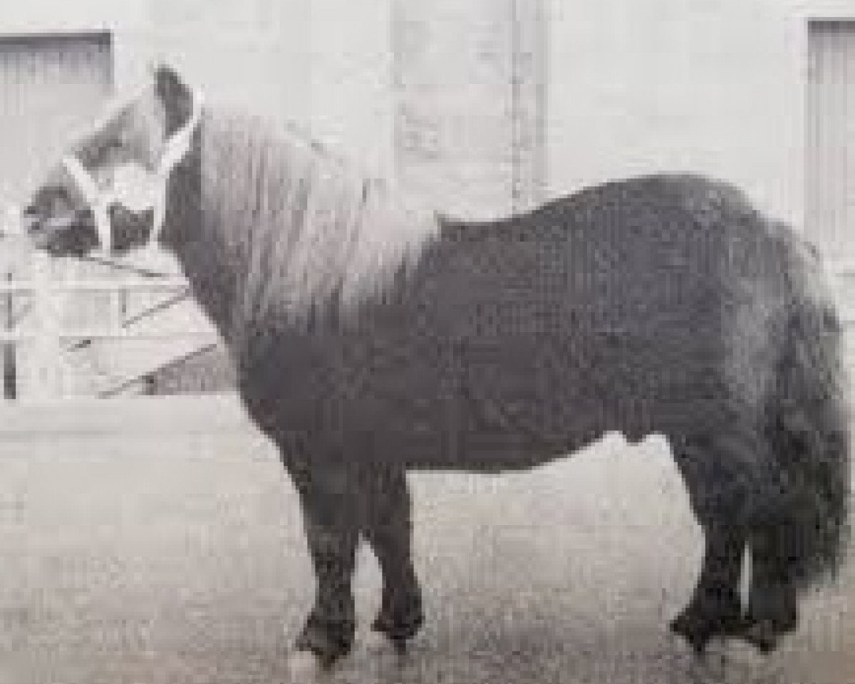Deckhengst Maistro van Dorpzicht (Shetland Pony, 1976, von Scurry of Marshwood)