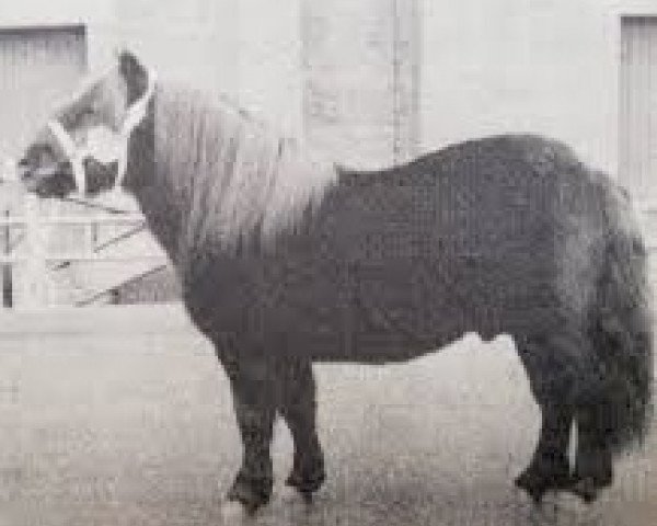 stallion Maistro van Dorpzicht (Shetland Pony, 1976, from Scurry of Marshwood)