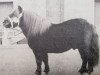 stallion Maistro van Dorpzicht (Shetland Pony, 1976, from Scurry of Marshwood)