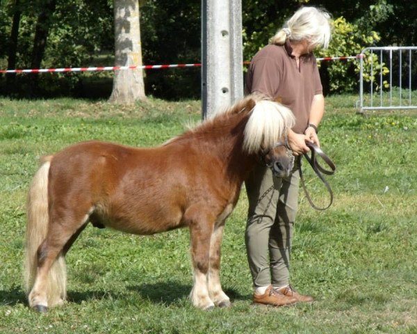 stallion Rick LH (Shetland Pony,  , from Manuel LH)