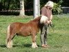 Deckhengst Rick LH (Shetland Pony,  , von Manuel LH)