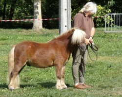 Deckhengst Rick LH (Shetland Pony,  , von Manuel LH)