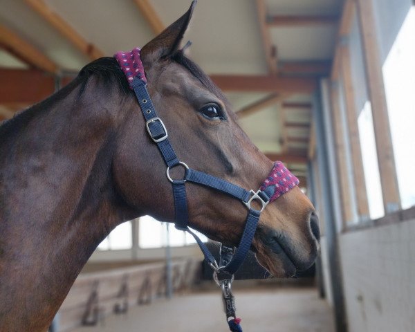 dressage horse Lisura (Mecklenburg, 2008, from Leonid)