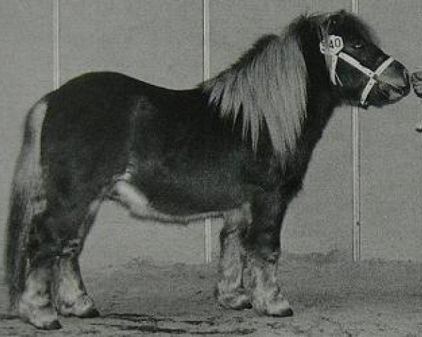 Deckhengst Henri van Hoeve Eelwerd (Shetland Pony, 1993, von Dageraad v.d. Zandkamp)