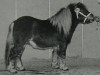 stallion Henri van Hoeve Eelwerd (Shetland Pony, 1993, from Dageraad v.d. Zandkamp)